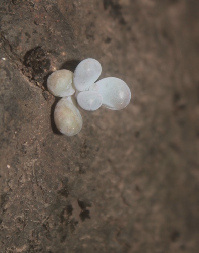 Pedra da Lua Cinza