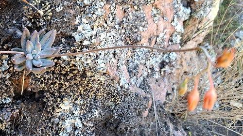 Suculenta Diamante