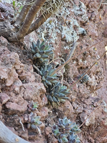 Suculenta Diamante