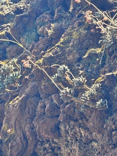 Suculenta Diamante