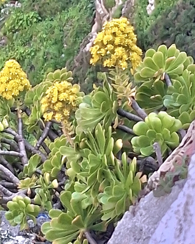 Rosa de Pedra Colunar