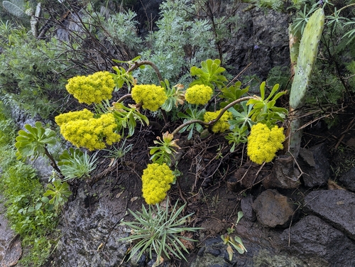 Rosa de Pedra Colunar