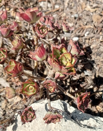 Aeonium Pinwheel