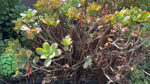Aeonium Pinwheel