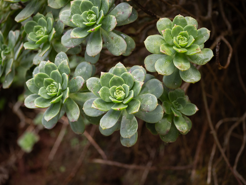 Aeonium Pinwheel