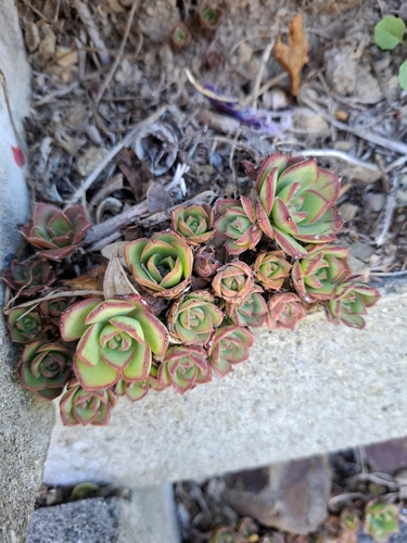 Aeonium Pinwheel