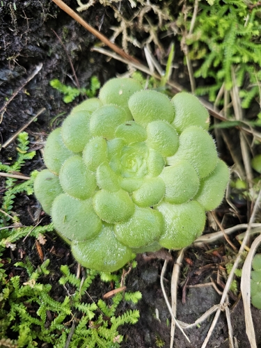 Aeonium Negro