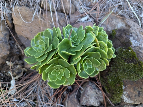 Aeonium Negro