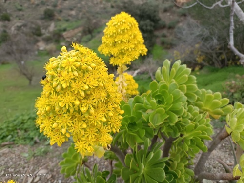 Aeonium Negro