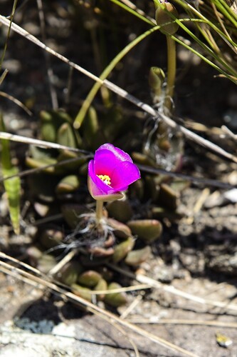 Anacampseros Rufescens
