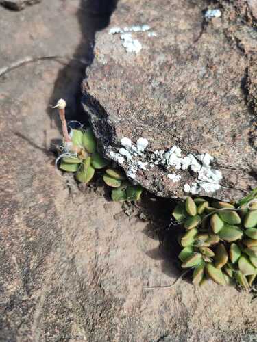 Anacampseros Rufescens
