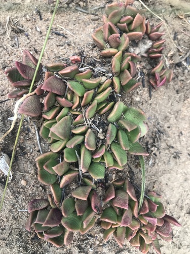 Anacampseros Rufescens