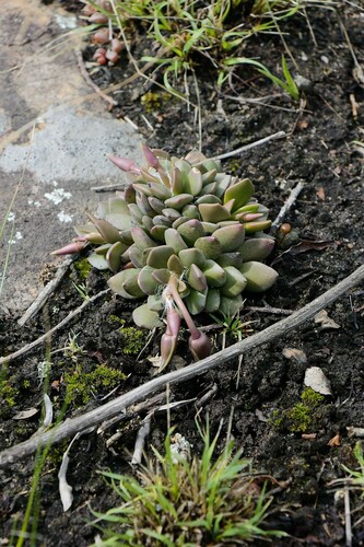 Anacampseros Rufescens