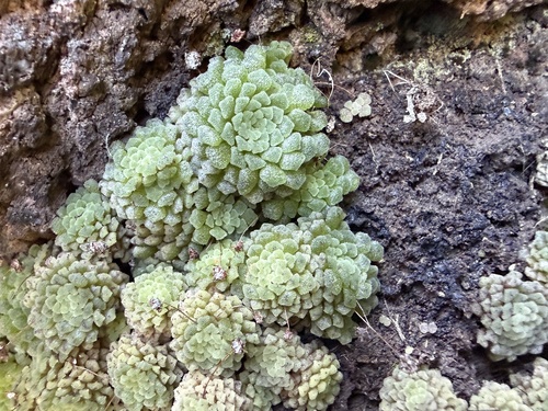 Monanthes Polyphylla Mini