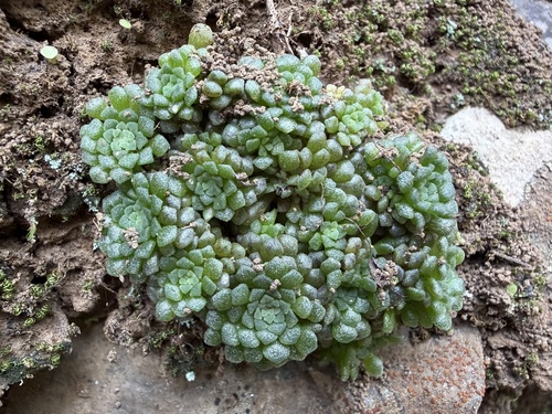 Monanthes Polyphylla Mini