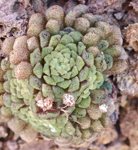 Monanthes Polyphylla Mini
