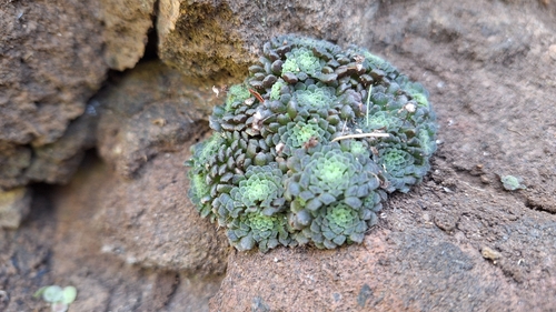 Monanthes Polyphylla Mini