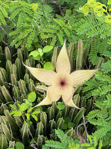 Flor Estrela do Mar Gigante