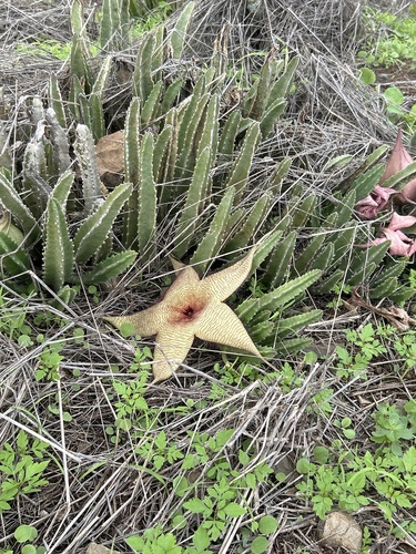 Stapelia Variegada