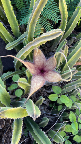 Stapelia Variegada