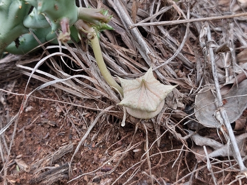 Stapelia Variegada