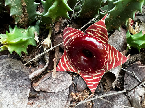 Flor Salva-vidas (Huernia Zebrina)
