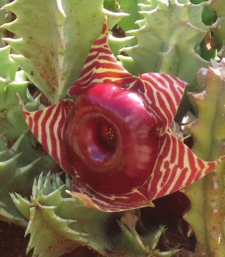 Flor Salva-vidas (Huernia Zebrina)
