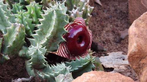 Flor Salva-vidas (Huernia Zebrina)