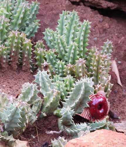 Flor Salva-vidas (Huernia Zebrina)
