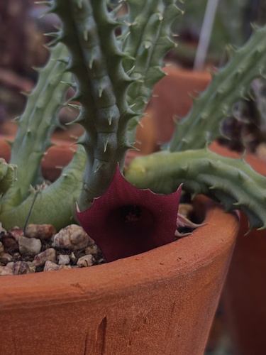 Huernia Flor de Sino