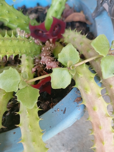 Huernia Flor de Sino