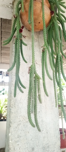 Huernia Flor de Sino