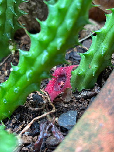 Huernia Flor de Sino