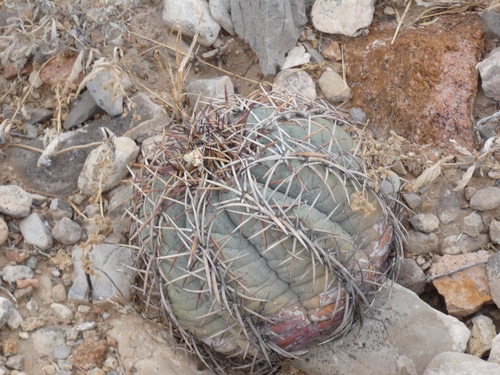 Cacto de Turco (Echinocactus)