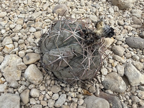 Cacto de Turco (Echinocactus)