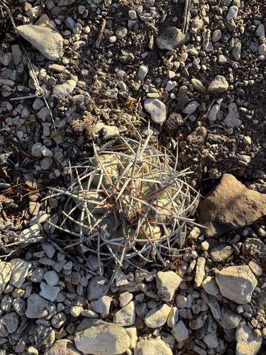 Cacto de Turco (Echinocactus)