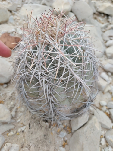 Cacto de Turco (Echinocactus)