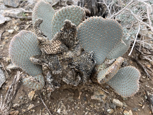 Palma Forrageira (Prickly Pear)