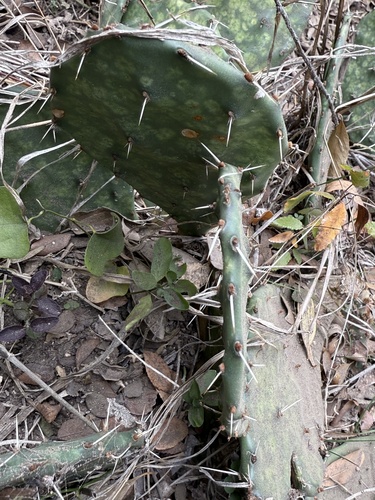 Palma Forrageira (Prickly Pear)