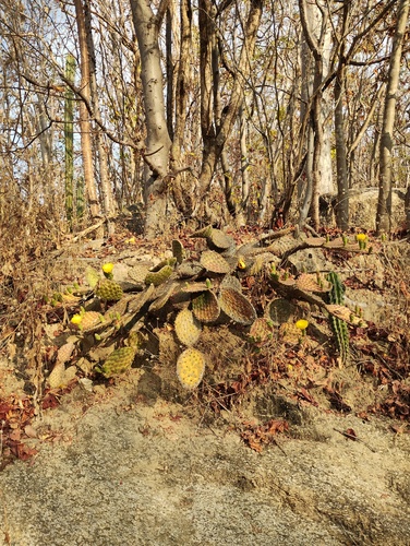 Palma Forrageira (Prickly Pear)
