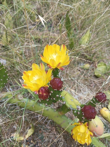 Palma Miúda (Drooping Prickly)