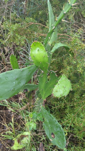 Palma Miúda (Drooping Prickly)