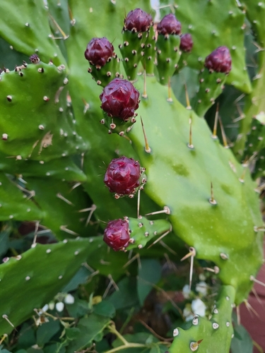 Palma Miúda (Drooping Prickly)