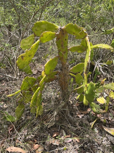 Palma Miúda (Drooping Prickly)
