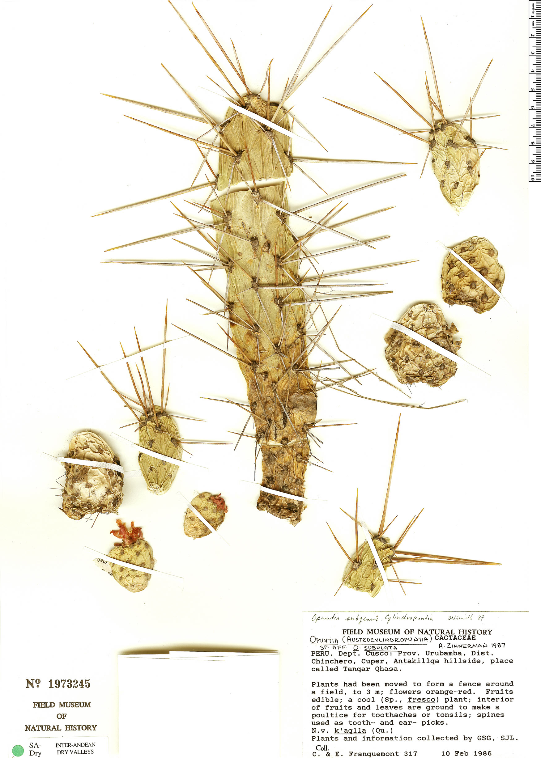 Alfinete de Eva (Cacto)