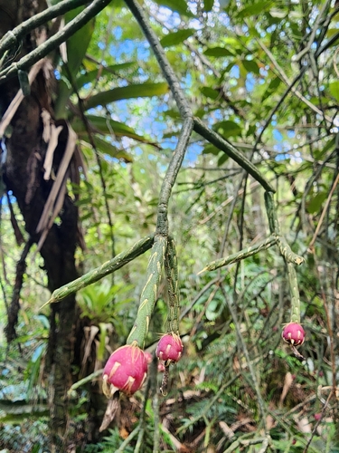 Rhipsalis Cabeluda