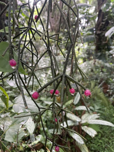 Rhipsalis Cabeluda