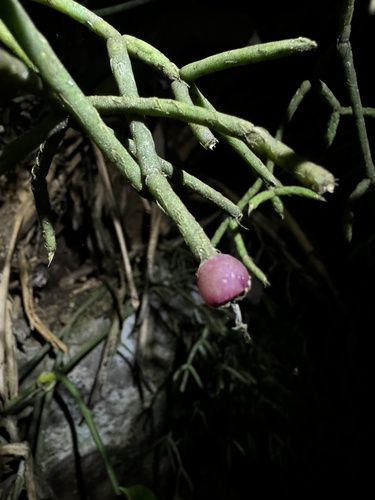 Rhipsalis Cabeluda