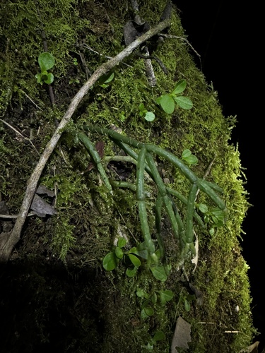 Rhipsalis Cabeluda