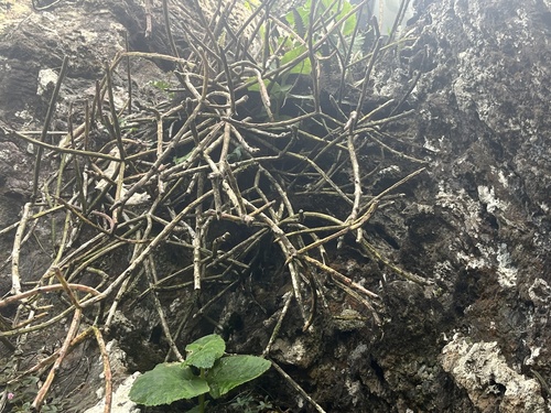 Rhipsalis Floccosa